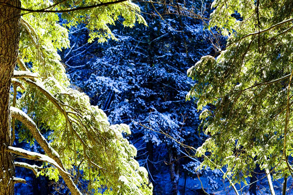 Image of sunlight through pine trees